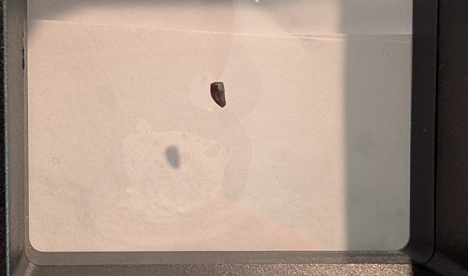 Pachycephalosaurus Fang Tooth