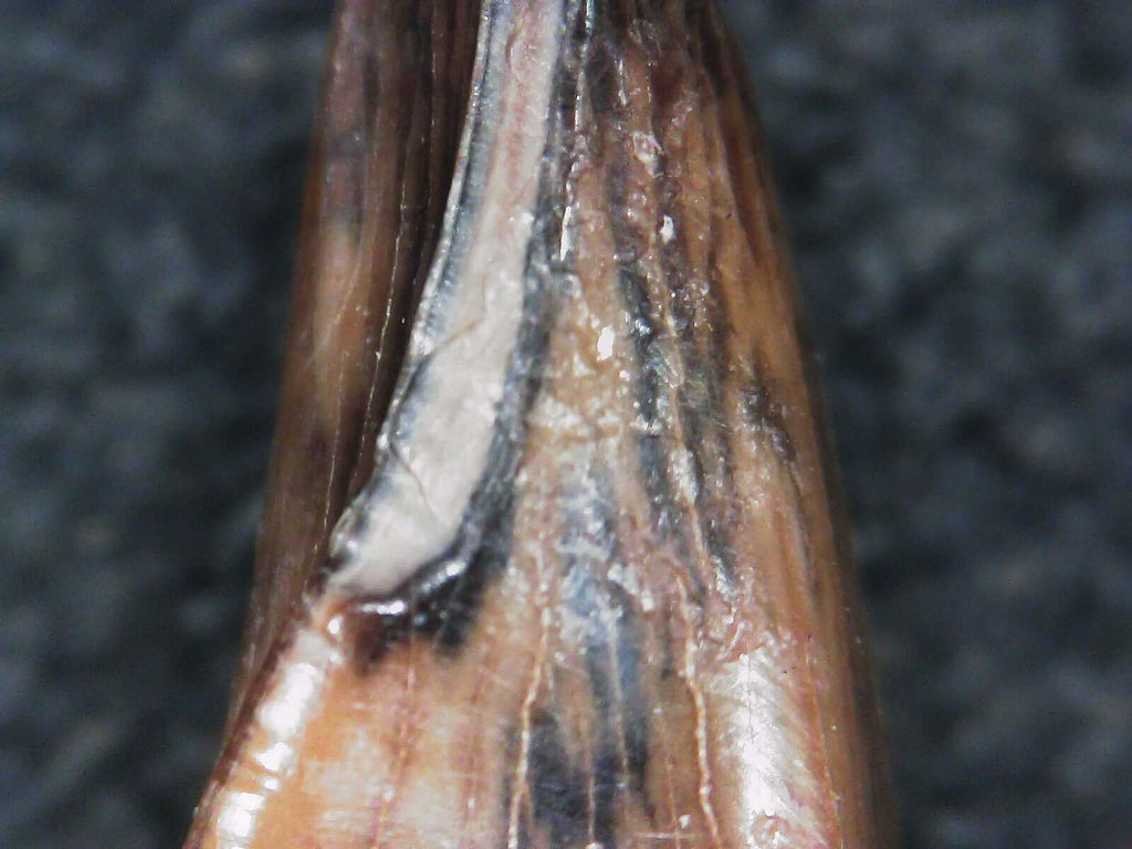 Albertosaurus Sarcophagus Hatchling Premax Tooth