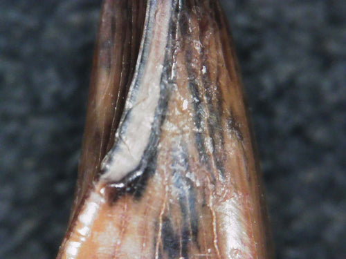 Albertosaurus Sarcophagus Hatchling Premax Tooth