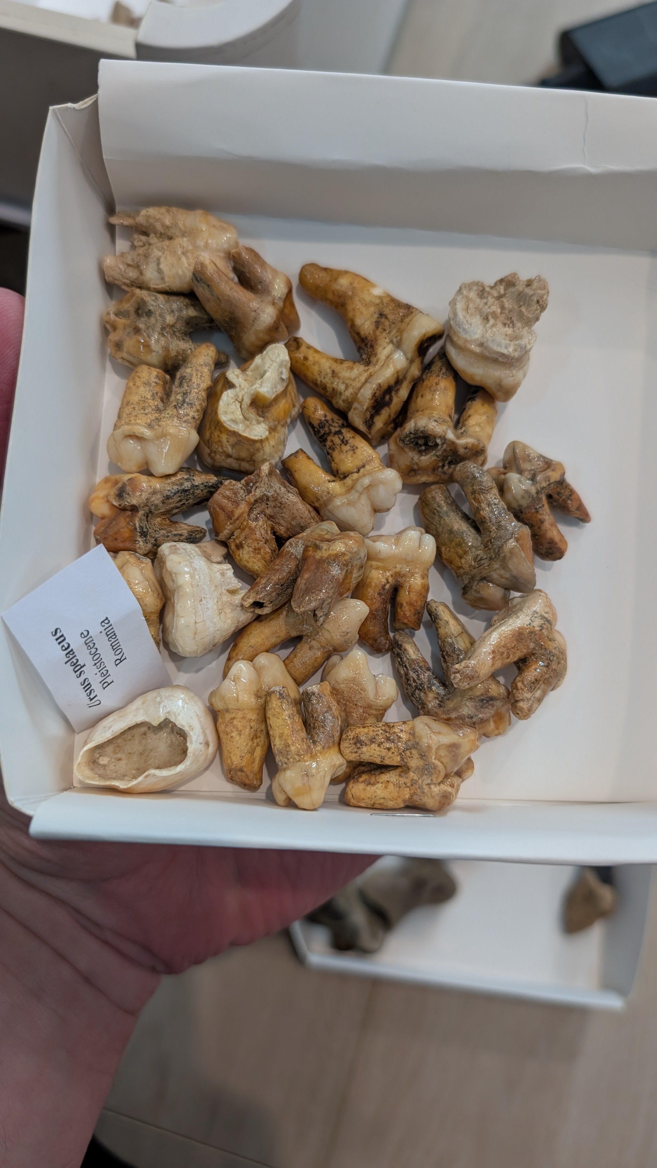 Romanian Cave Bear Molar Teeth