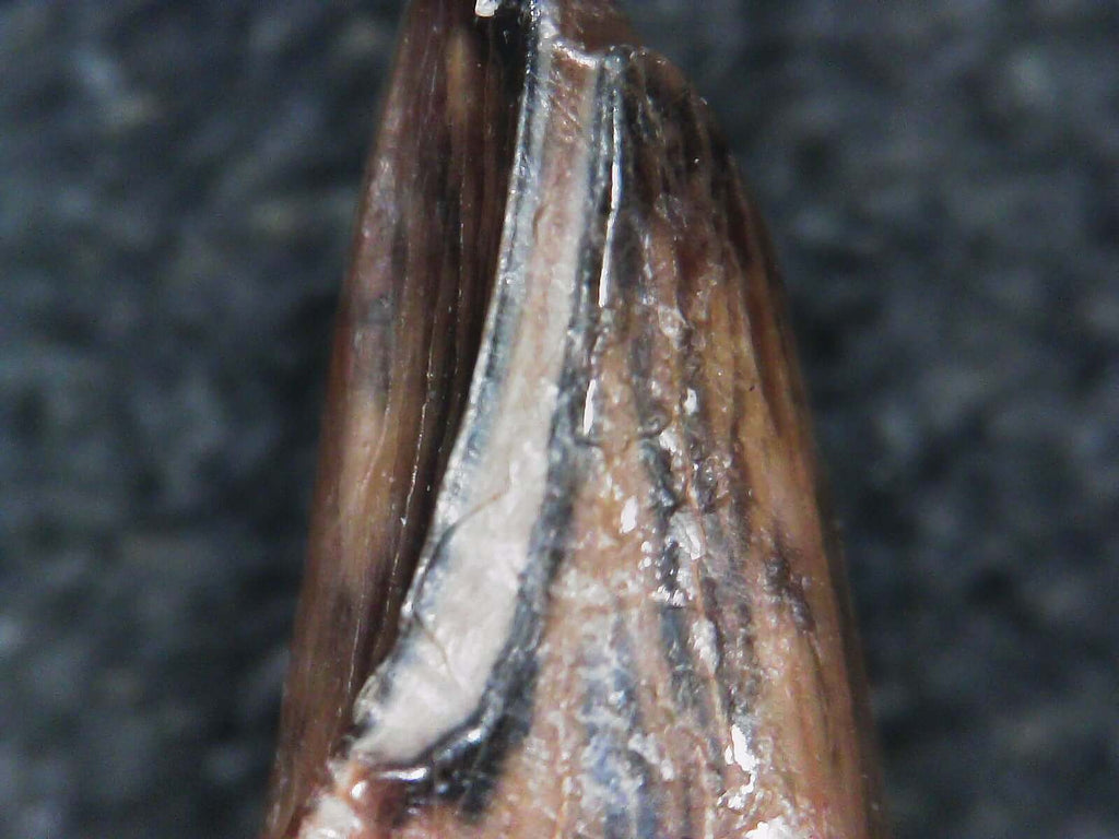 Albertosaurus Sarcophagus Hatchling Premax Tooth