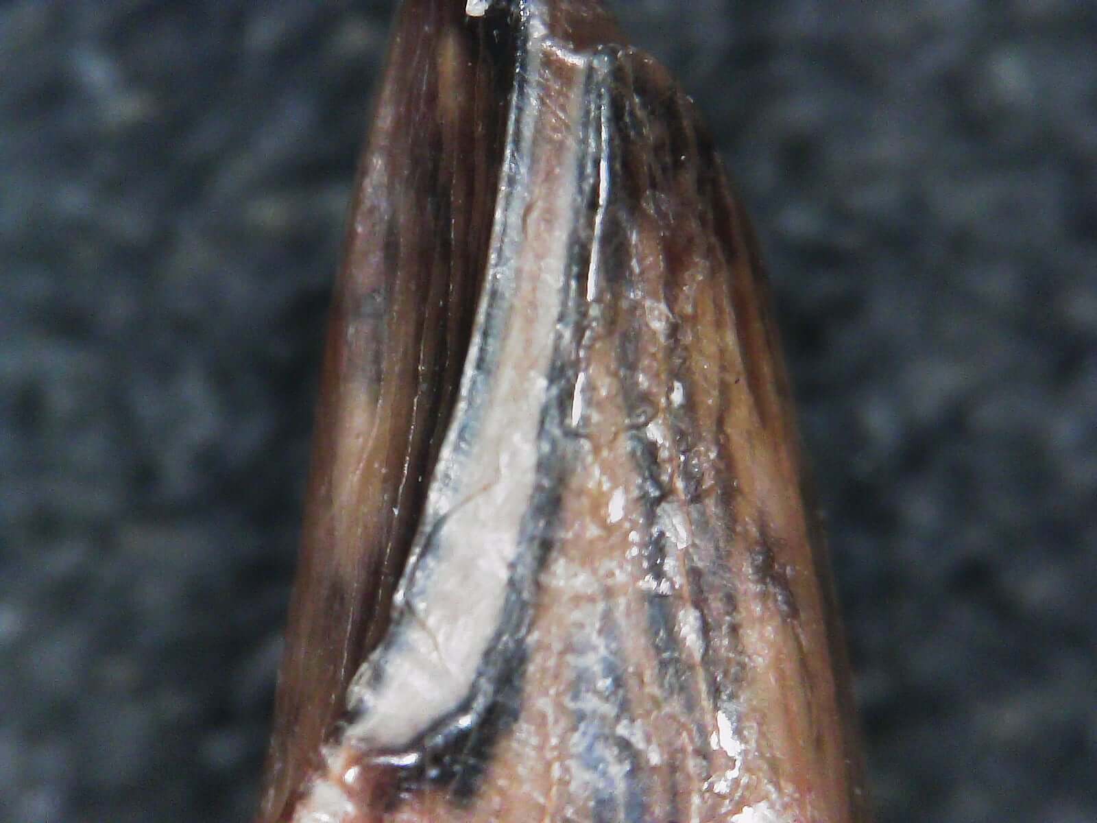 Albertosaurus Sarcophagus Hatchling Premax Tooth