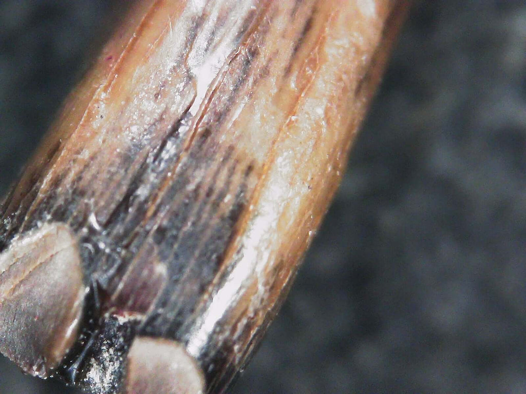 Albertosaurus Sarcophagus Hatchling Premax Tooth