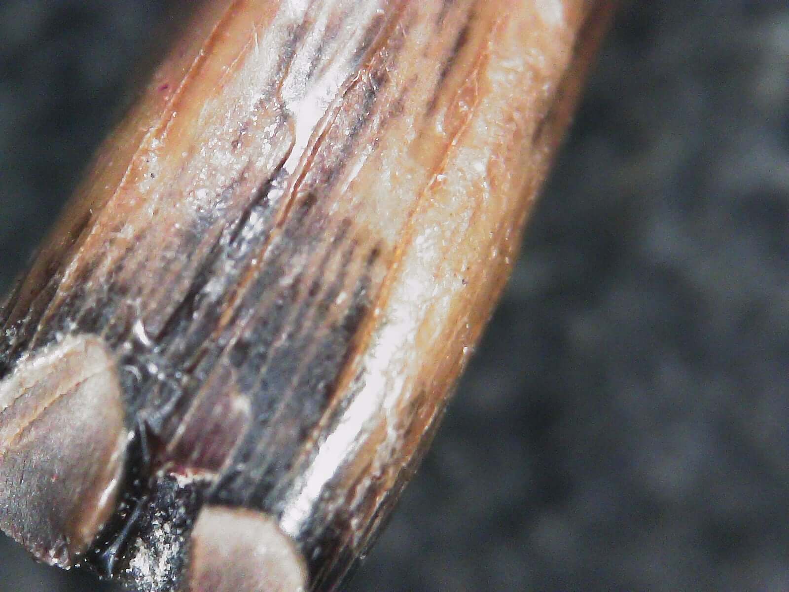 Albertosaurus Sarcophagus Hatchling Premax Tooth