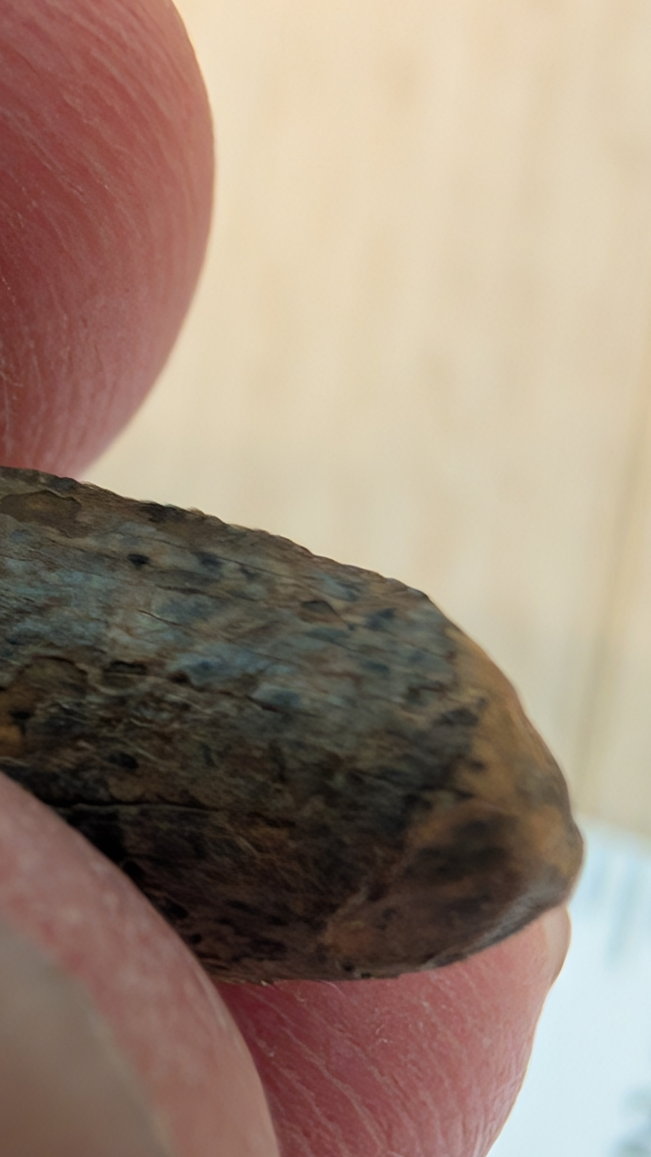 Tyrannosaurus Rex Tooth Tip