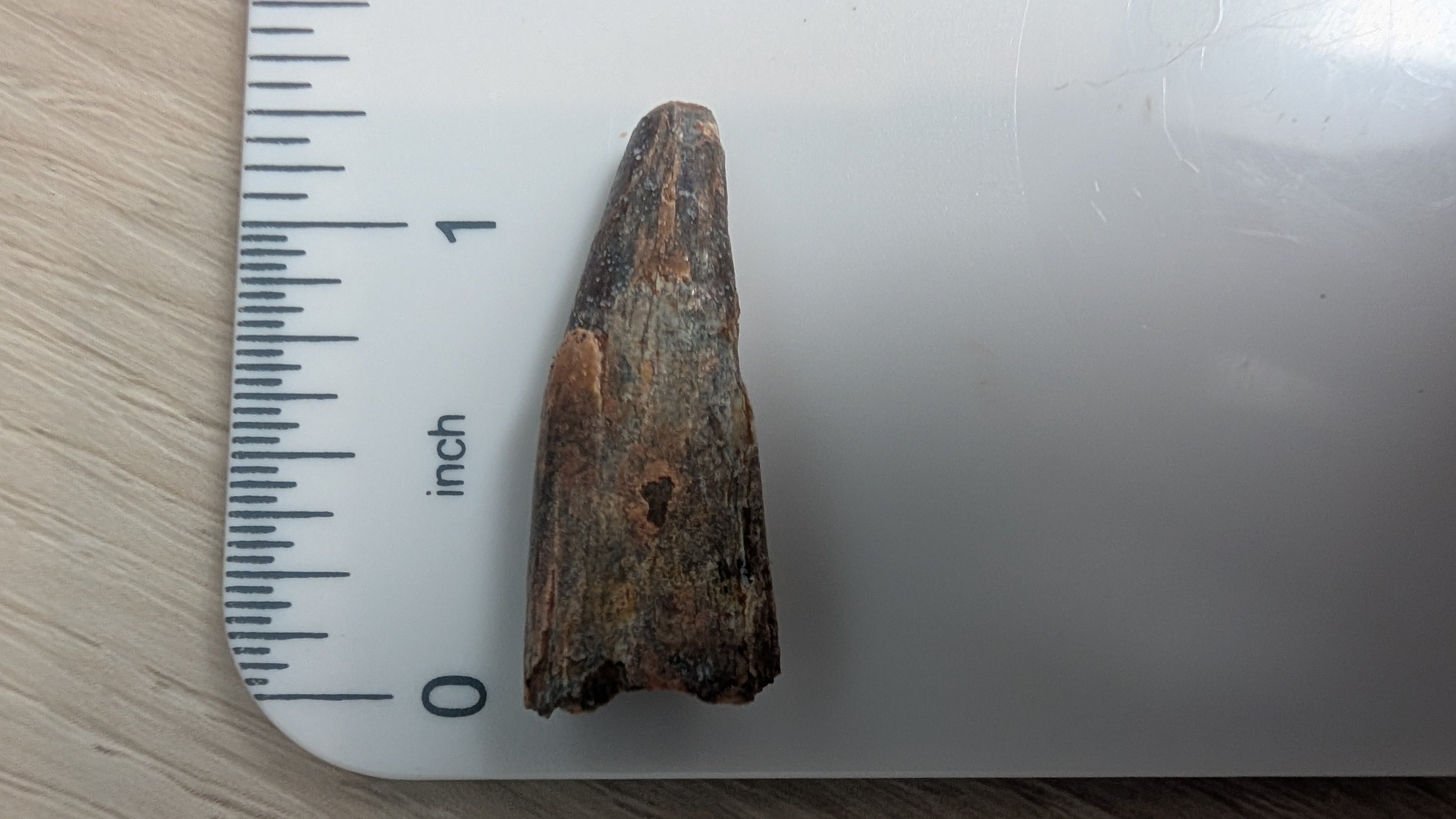 Pterosaur Tooth - Morocco