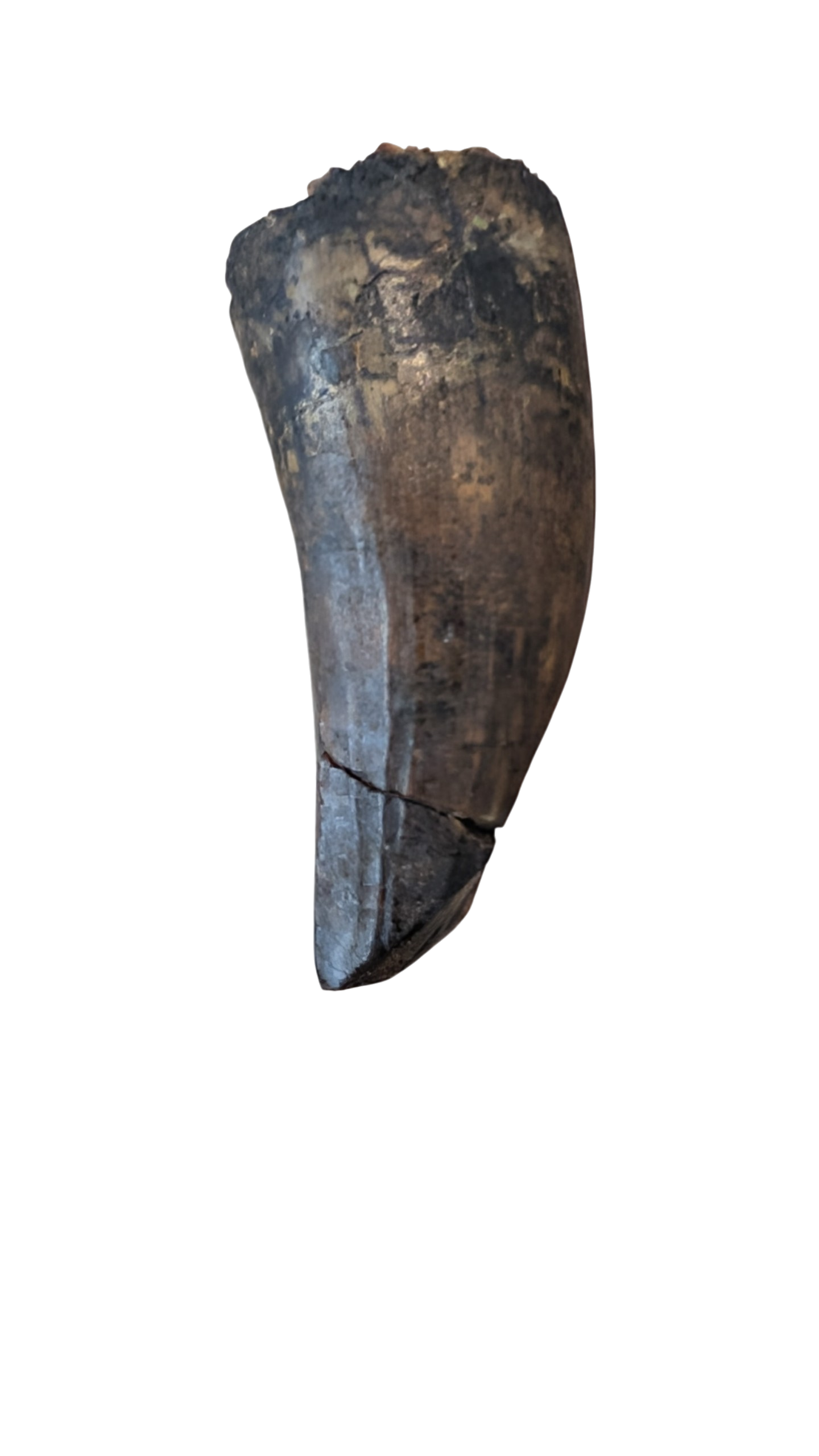 2" Suchomimus Tooth
