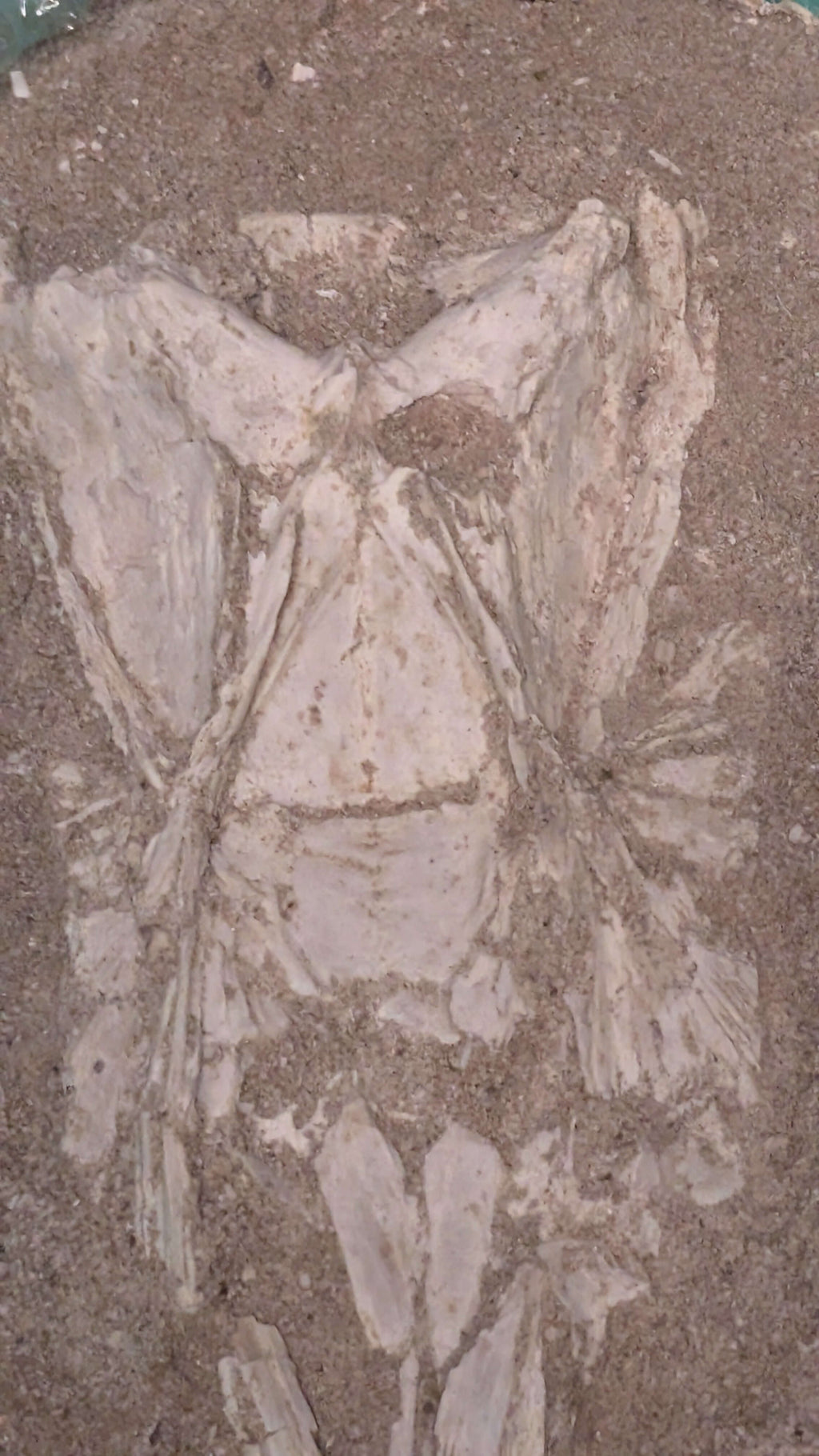 Enchodus Skull