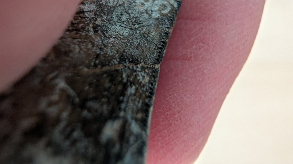 Eocarcharia Tooth - 1.5 inches