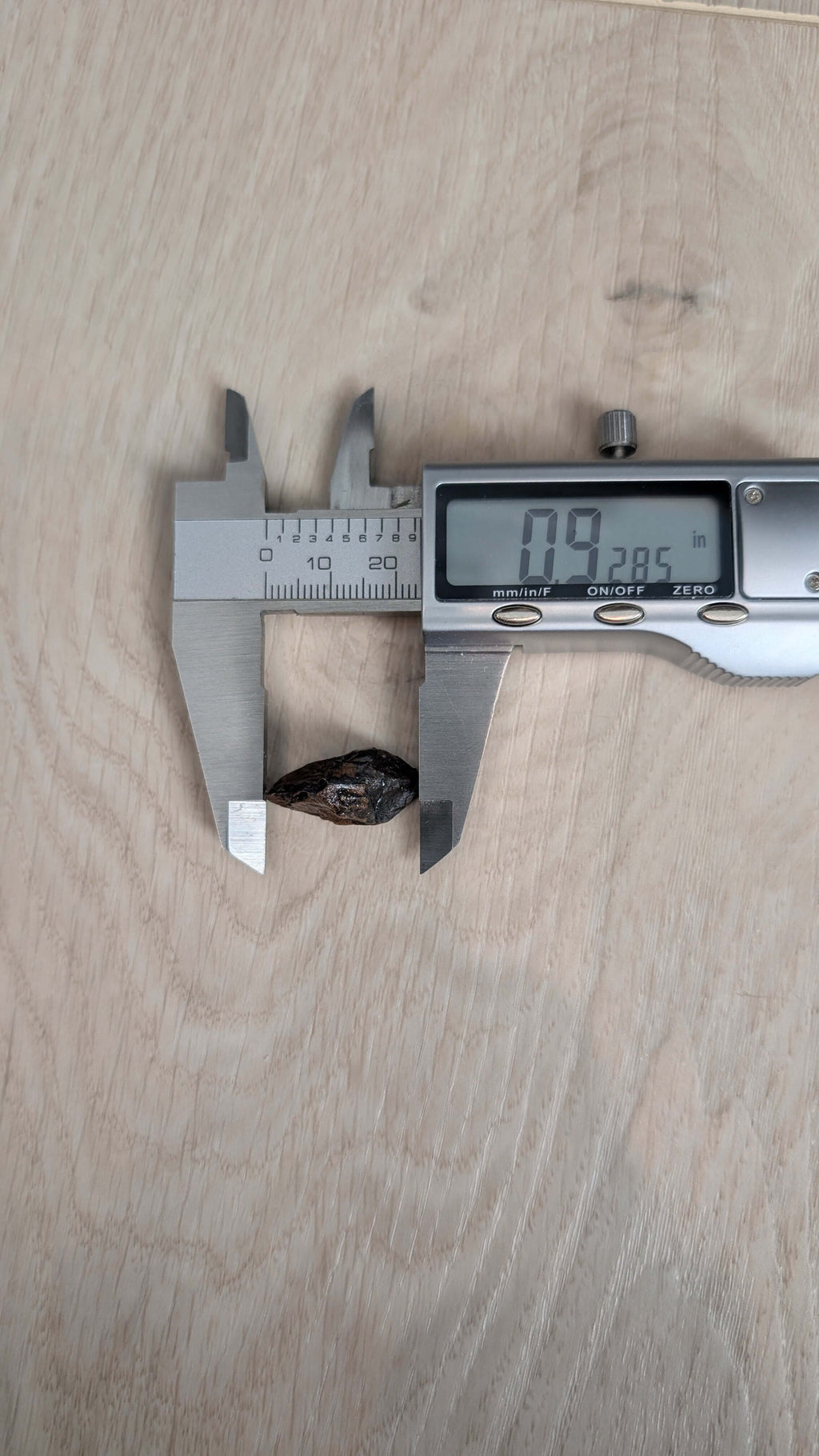 Triceratops Tooth - Fully Rooted