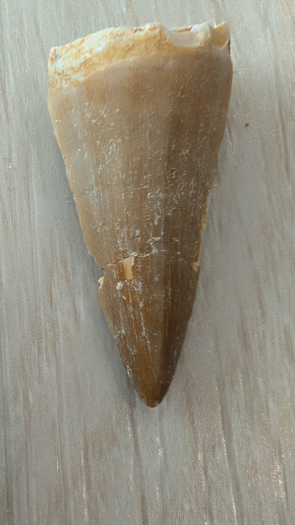 Mosasaur Teeth - Morocco