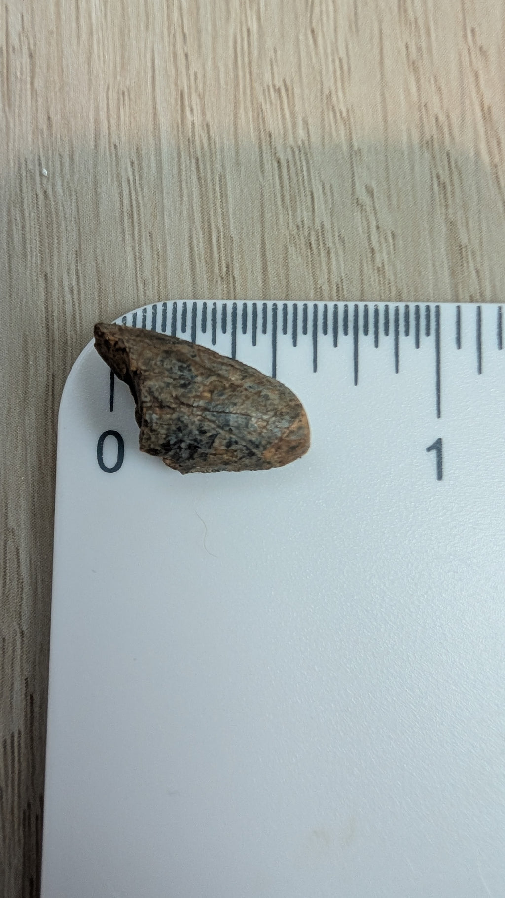 Tyrannosaurus Rex Tooth Tip