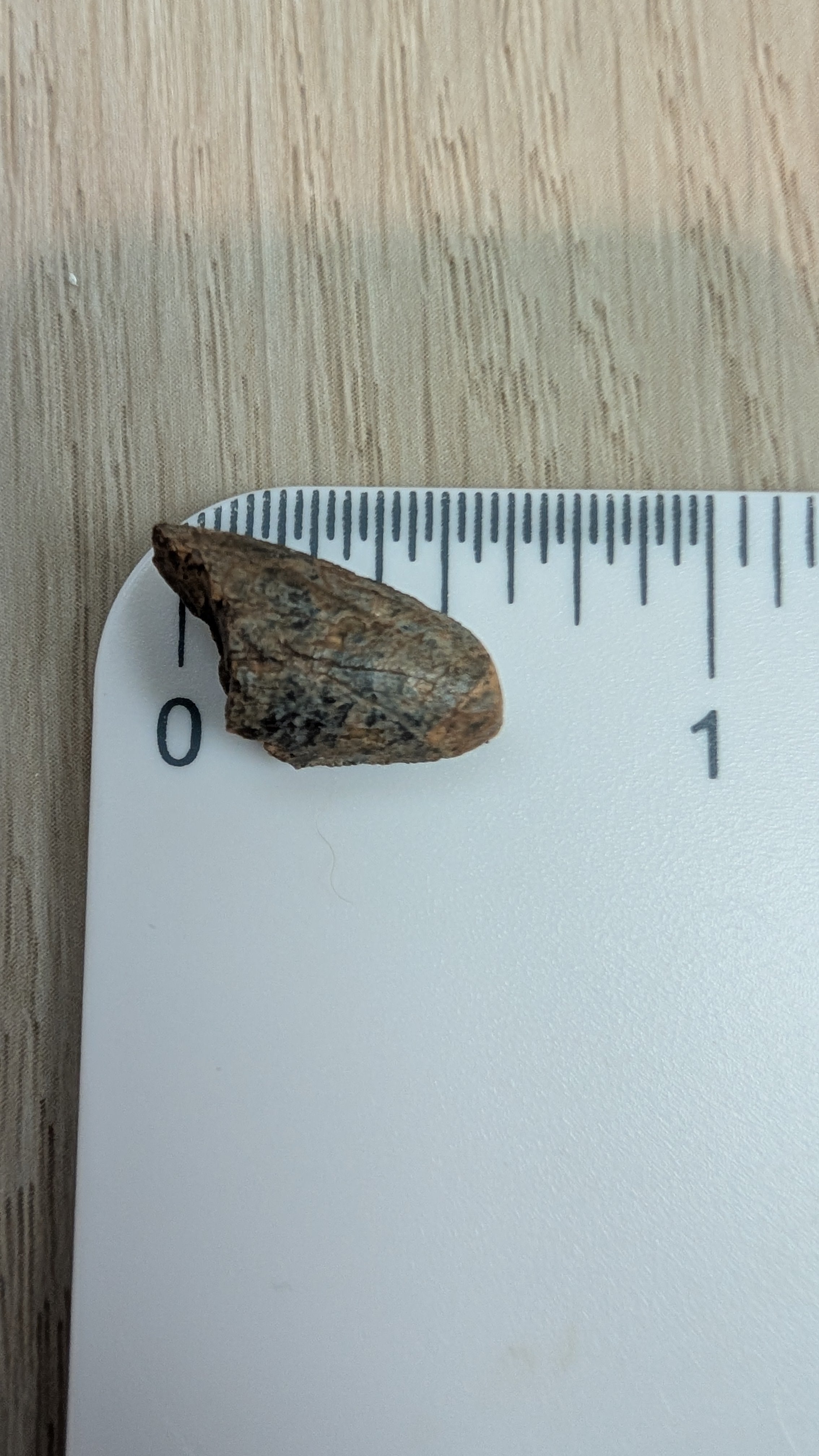 Tyrannosaurus Rex Tooth Tip