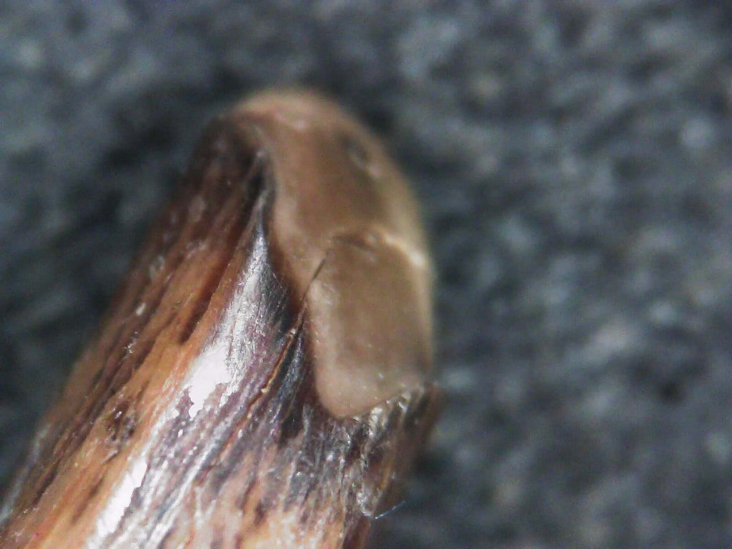 Albertosaurus Sarcophagus Hatchling Premax Tooth