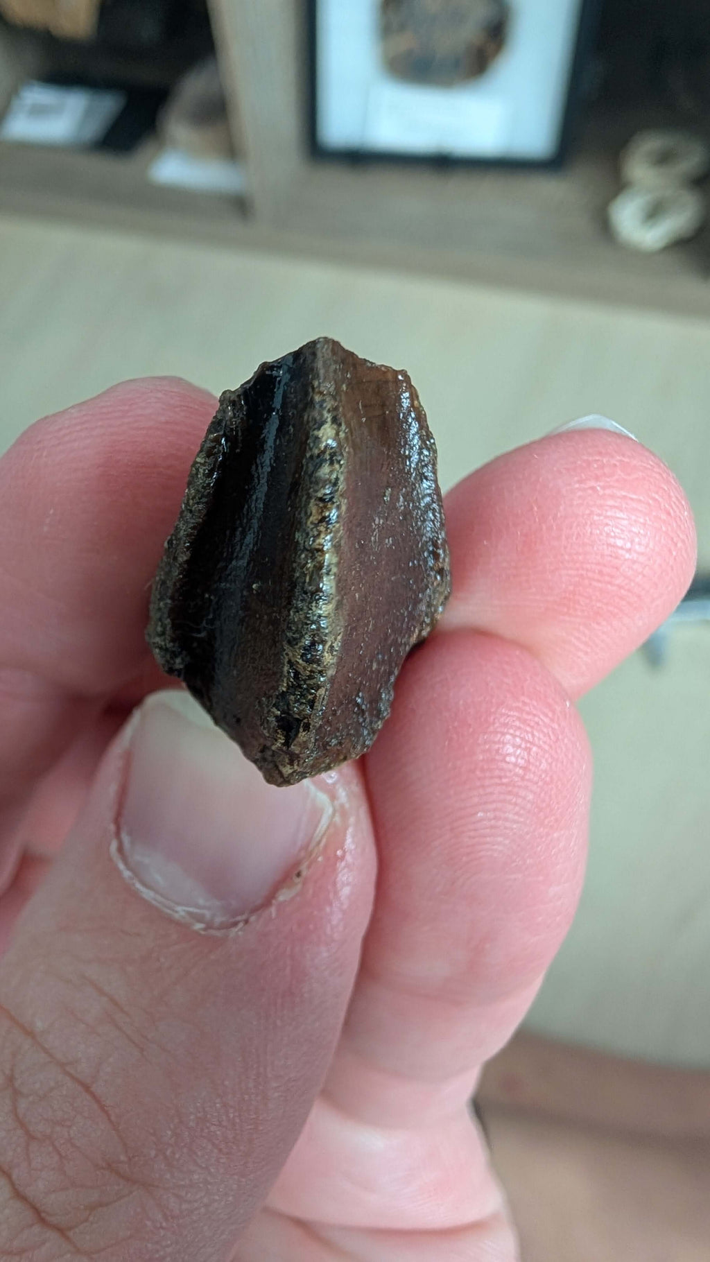 Triceratops Tooth - Rooted 1.9 Inches