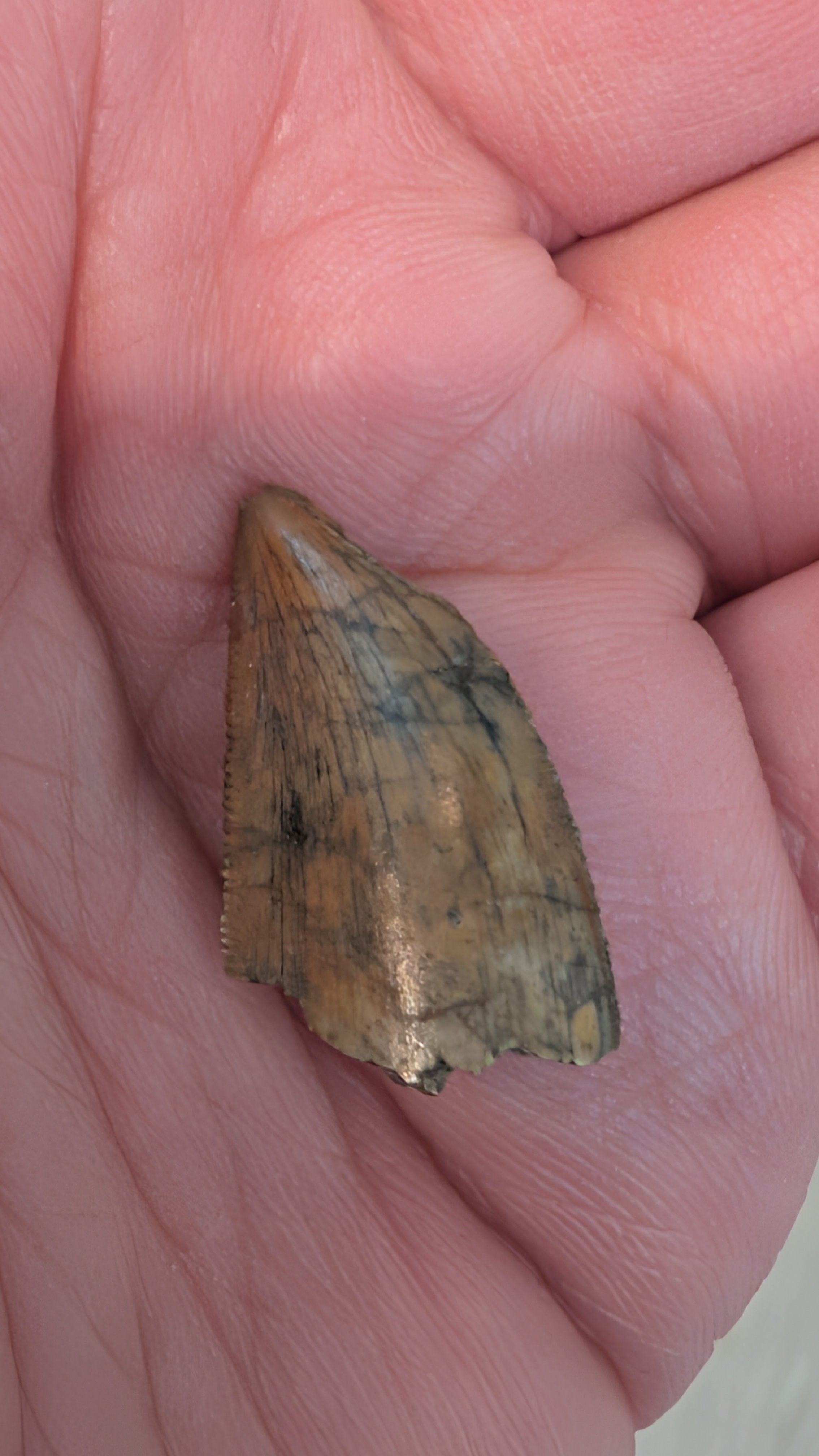 Majungasaurus Tooth - 0.96 inches