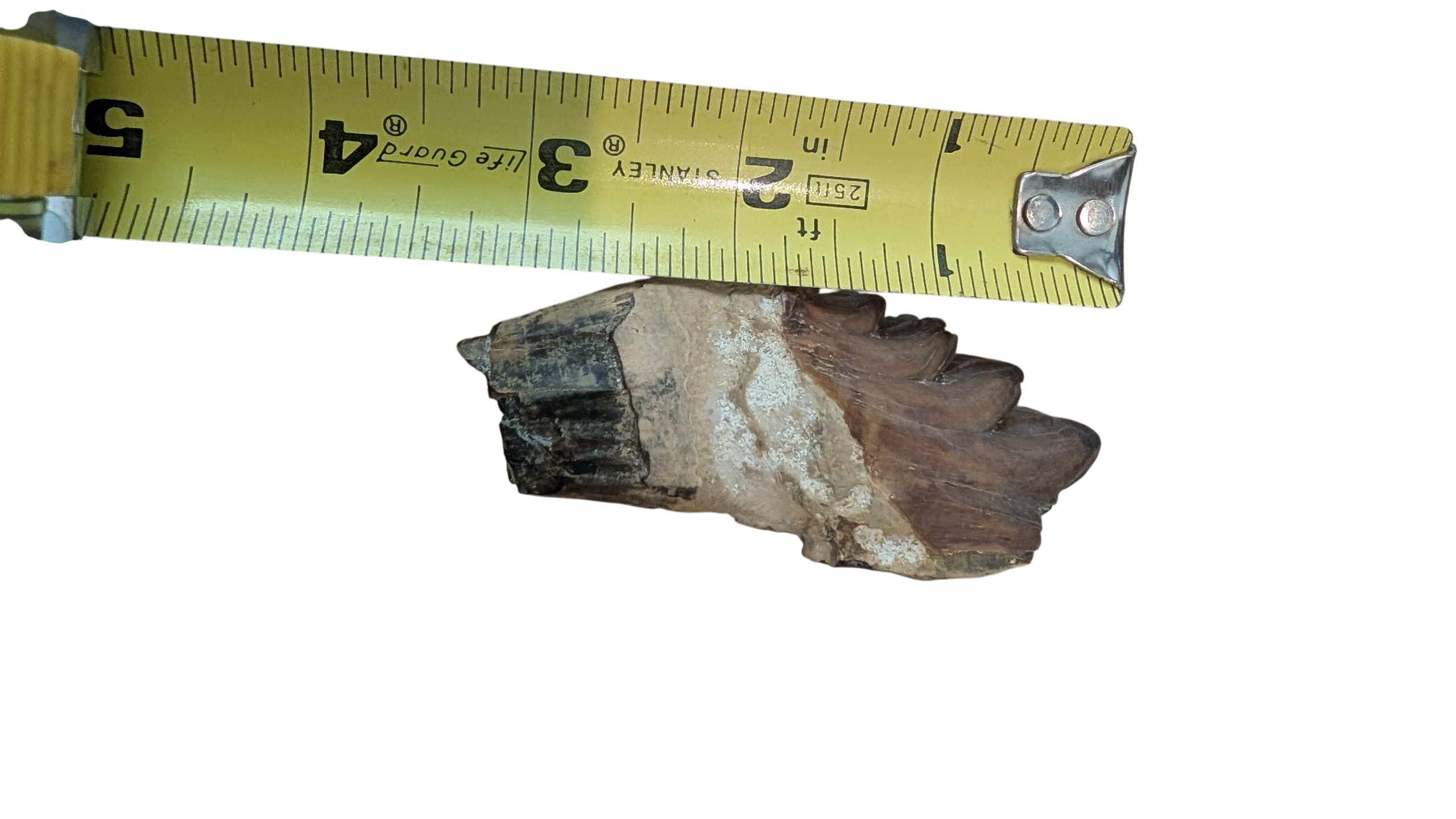 Basilosaurus Tooth