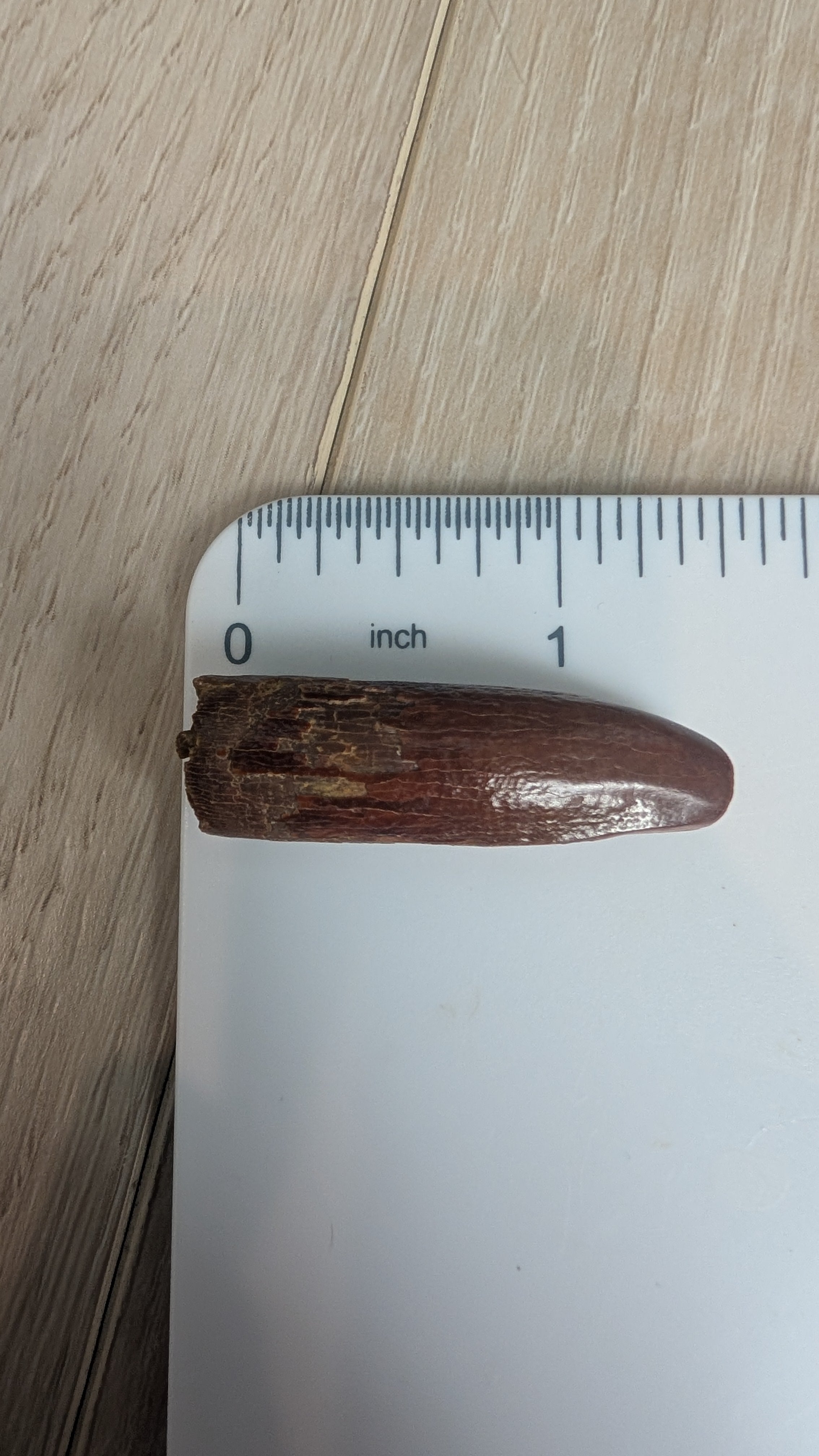 Rebbachisaurus Tooth